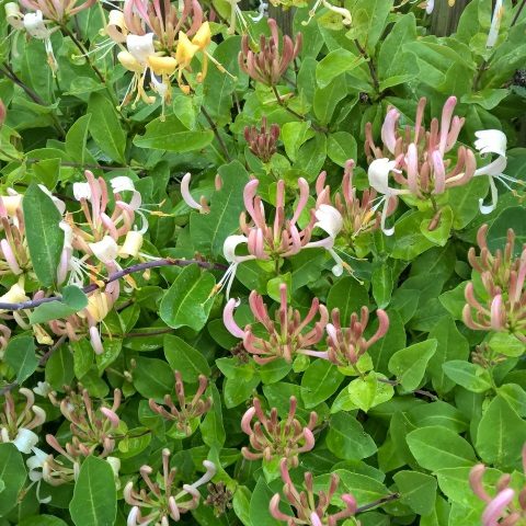 Lonicera periclymenum 'Belgica'  Harley Nursery