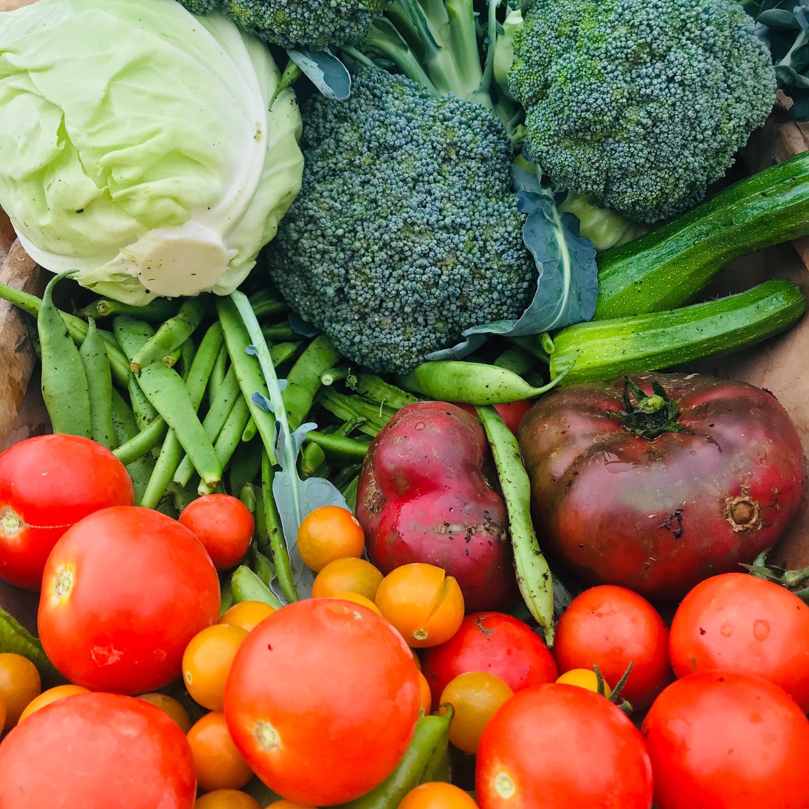Vegetable Plants Harley Nursery